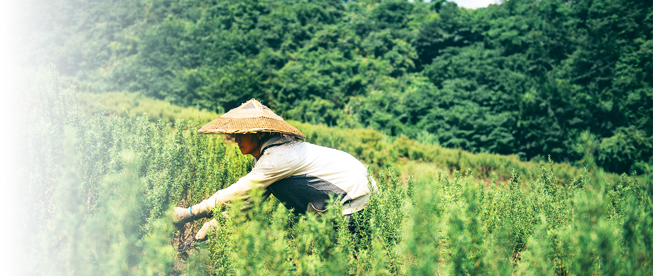 产业扶贫 助力增收