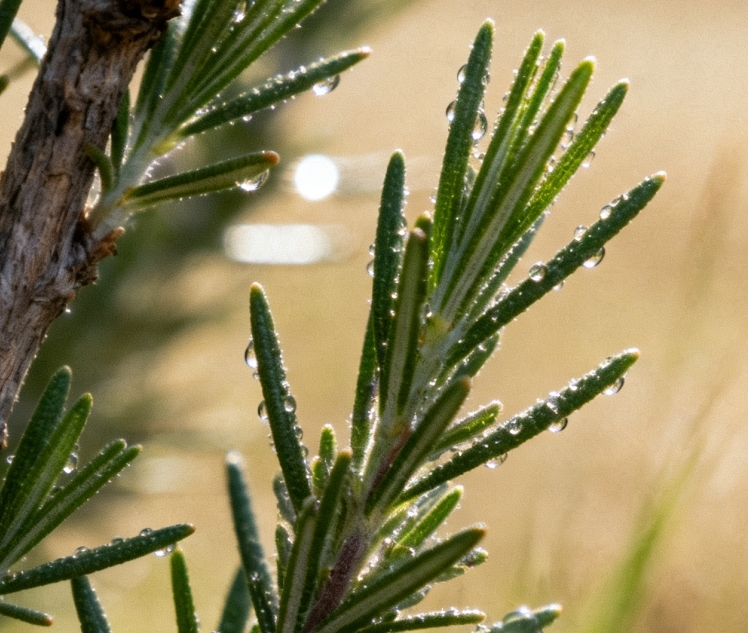 迷迭香精油护发攻略：天然植萃滋养，养出强韧亮泽发丝.